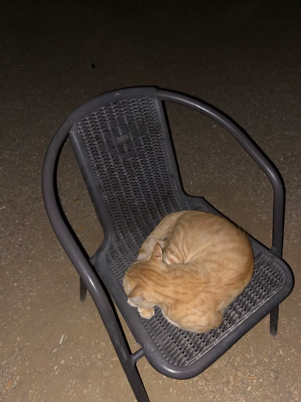 #cat #fyp #fypage 