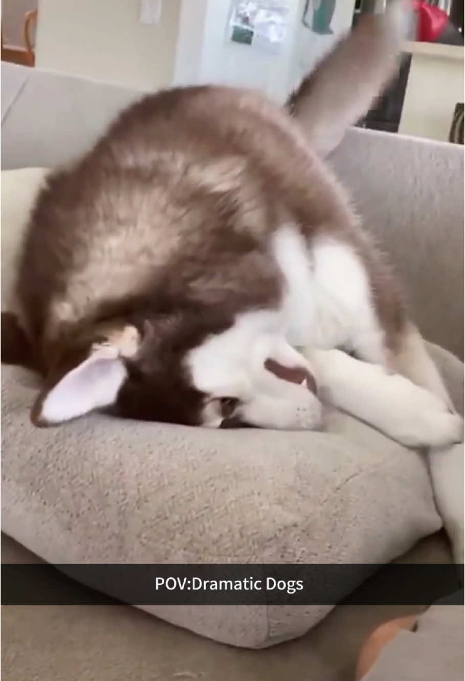 Dramatic Dogs#dog#funny#funnyanimals#funnypets#animals #dogsofttiktok #pet #foryou #longervideos