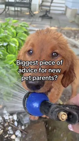 Don’t take a moment for granted🥺 #goldenretriever #puppylife #cutepuppy #puppytiktok #puppydog #puppiesoftiktok #dogmom #petparent #fyp #relatable 