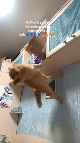 Pobre gato JAJAJAJA 😭#fypppppppppppppp #foryoupage #viral #tiktok #funny #comedy #foryou #gato #cat #pet #fyppppppppppppppppppppppp #foryoupage #animal #pinchetiktokponmeenparati😘 