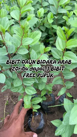bibit bidara arab asli Yang mau pesan bibitnya bisa cek keranjang kuning ya kak #bidaraarab #ruqiah #fyppppppppppppppppppppppp #tanamanherbal #banyakmanfaat #viral #petaniindonesia🇮🇩🇮🇩🇮🇩🌿🌿 