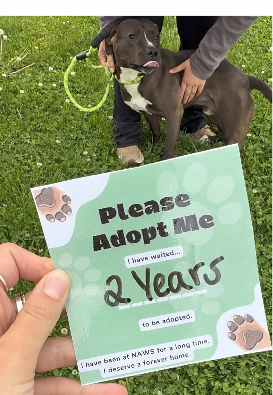 Yoda deserves to finally be adopted. All of us have been working hard to try and get Yoda adopted for SO long and we truly don’t understand why. We do believe he would do best in a home with no other pets.  If you are interested in adopting Yoda please submit an adoption application at nawsus.org. I’m sending you guys all of my love, let’s get this boy adopted. Sending you guys so much love. 🥹🤍🫂 #adopt #adoptdontshop #pitbullsoftiktok #pitbull #animalrescue #animalshelter #dog #dogadoption #seniordog #foster 