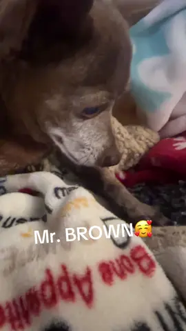 A great dude😂#adoptdontshop #rescuedogs #Love #dogs #rescuedogs #adoptdontshop #dogsofttiktok 