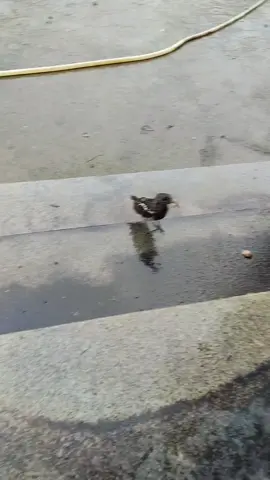 ghép đẻ tự nhiên thành công rồi mọi người ạ  một người mẹ nuôi 5 đứa con 🥰 #dammechimcanh😁 #dammegarung #garungtaido #garungmienbac 