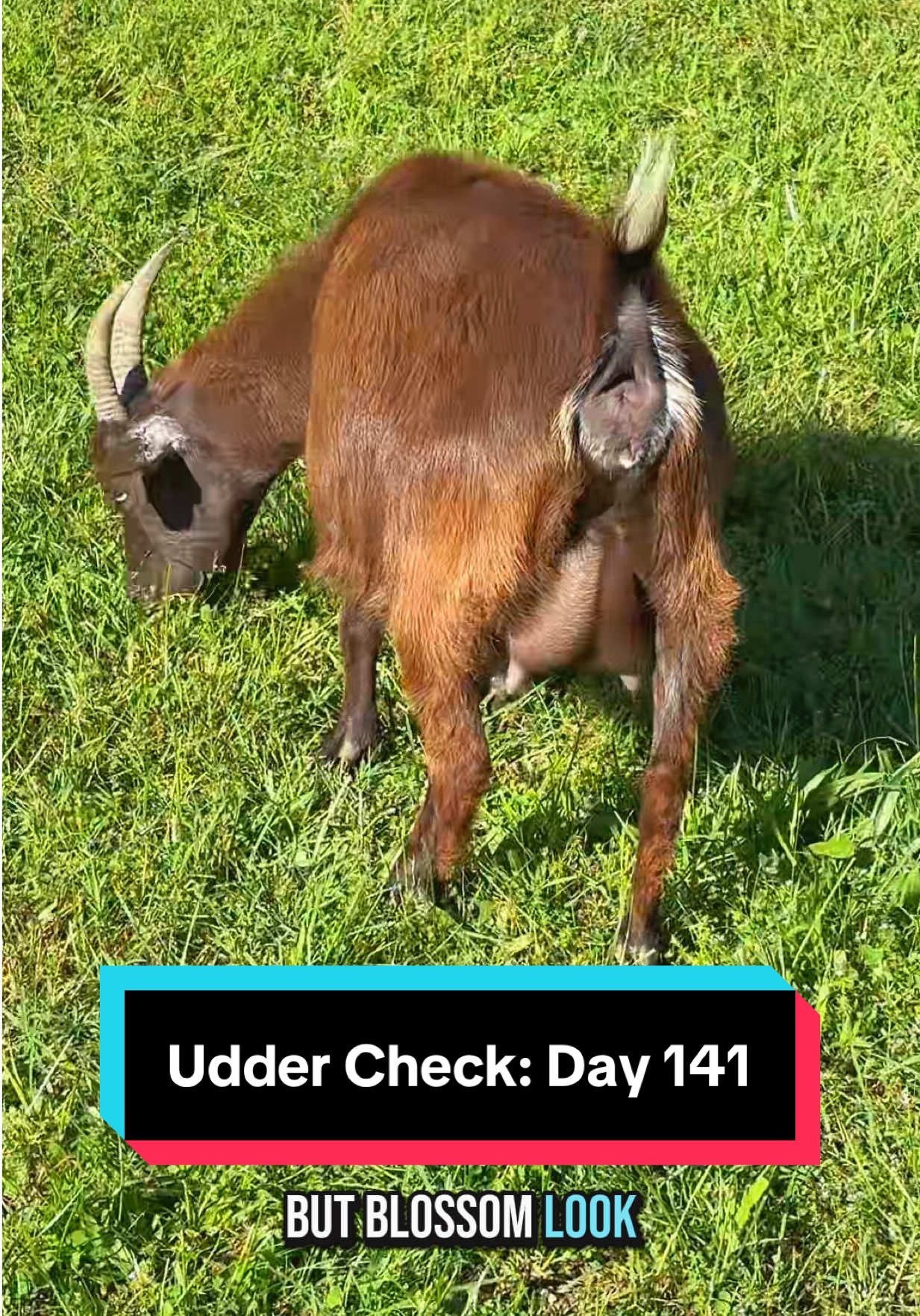 Daily Udder Check: Day 141🐐💕 #nigeriandwarfgoats #kiddingseason #minifarm 