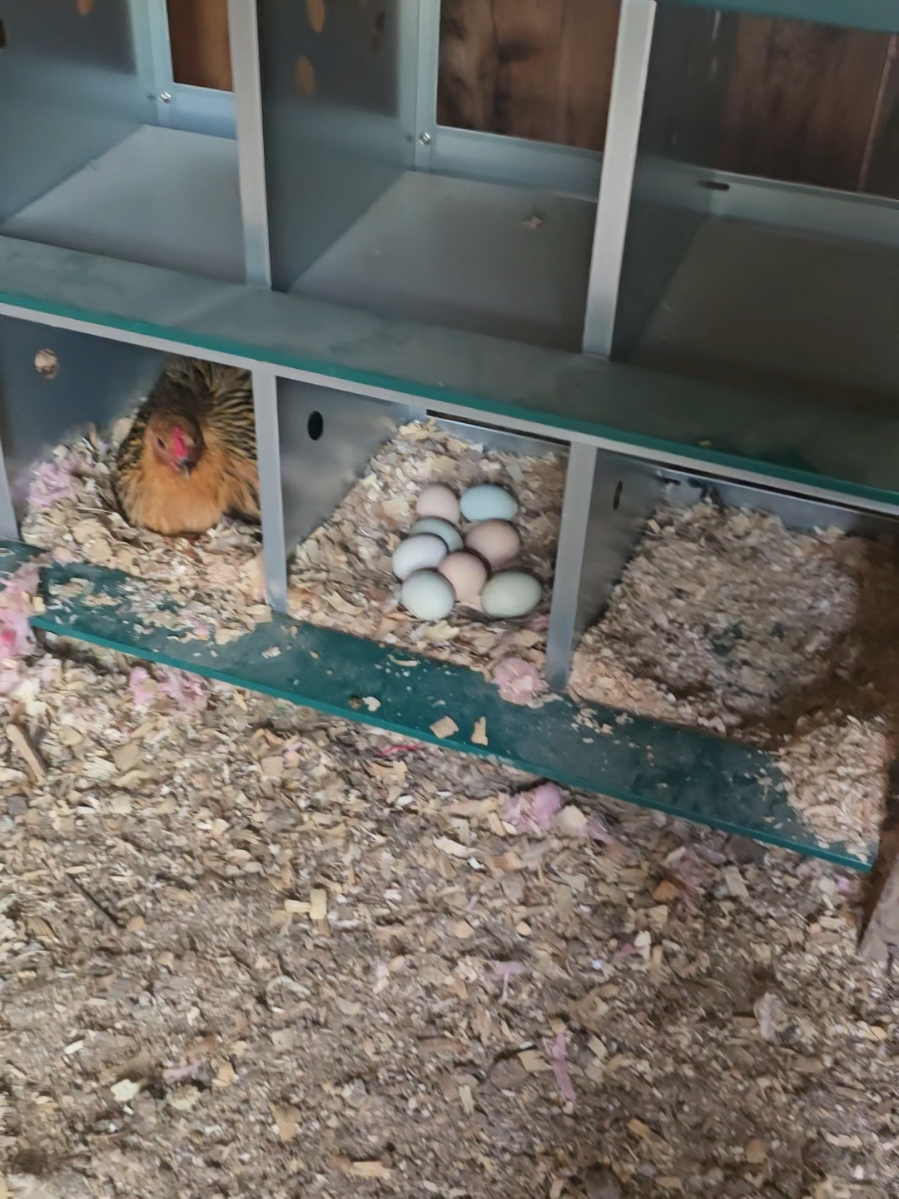 doome nesting boxes  work amazing  #doome #nestingbox #nestingboxes #dwscustoms 