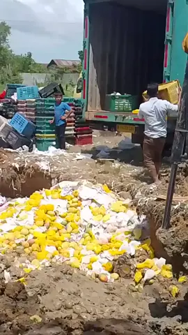 pemusnahan mangga ilegal dari Thailand sebanyak 9 ton bagan Asahan #manggathailan #manggamadu #manggailegal