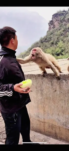 #tiktok #monkey #foryou 