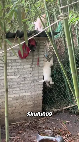 #粉丝一千万#pet#pets#cute#funny#viral#dog#funnydog#funnyvideos#foryou#IoI#fyp#fypツ 