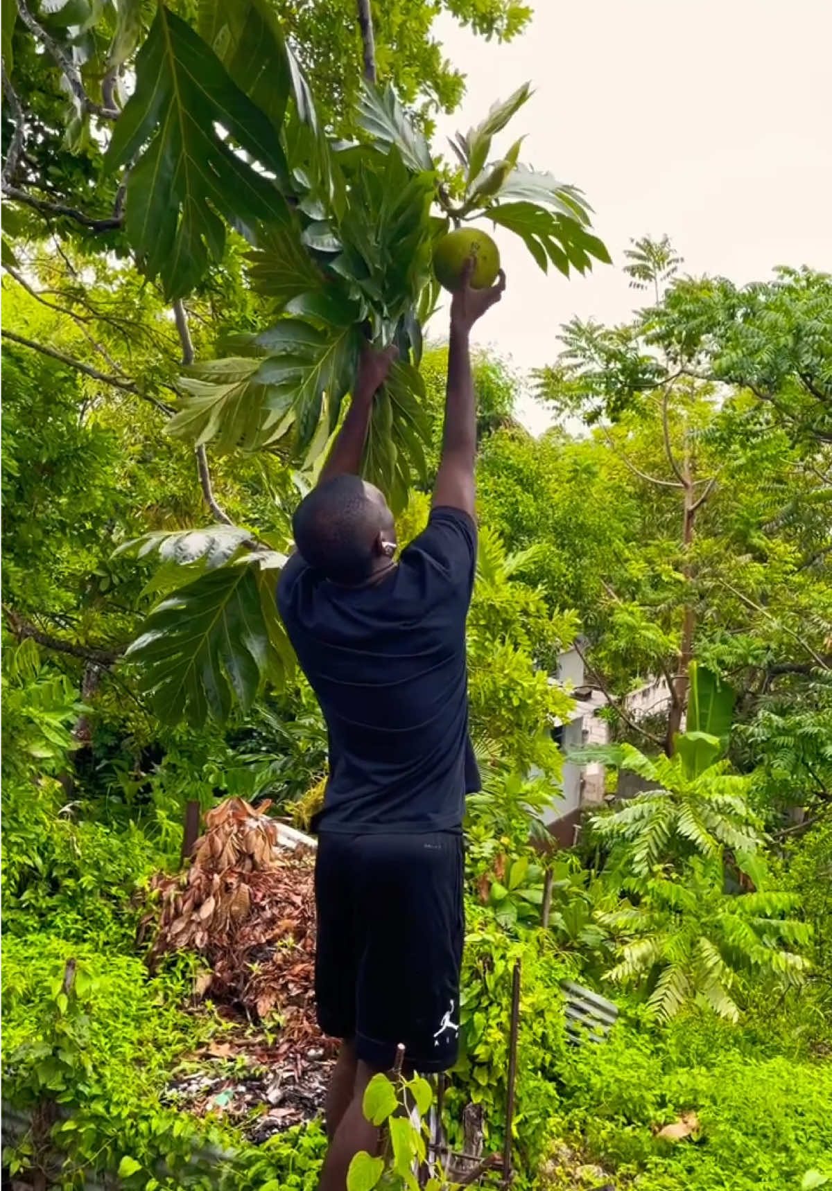 Tree-to-table vibes in Jamaica! 🌳Fried breadfruit straight from the source—can't get more authentic than this! 🇯🇲❤️ #JamaicanEats #Breadfruit #IslandLiving #FarmFresh #jamaica 