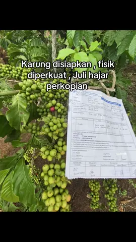 #fyppppppppppppppppppppppp #petanikopi #petaniindonesia🇮🇩🇮🇩🇮🇩 #petanimuda 