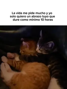 #goodvibess_xd #gato #paradedicar #meow #fypppppppp 