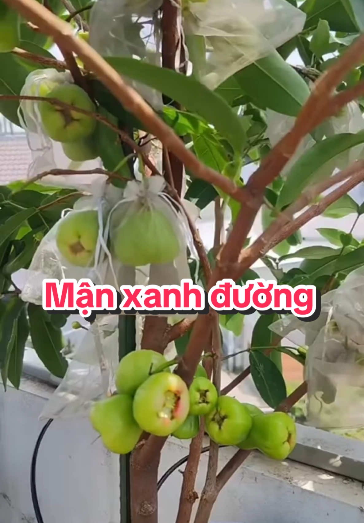 Mận xanh đường trồng chậu#sânthượng #trồngcây #chậucây #xuhuong 