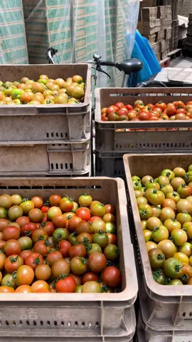 Lako-lako kamatis😁#ofw #ofwjapan #tomato #farmer #igorotiktokers 