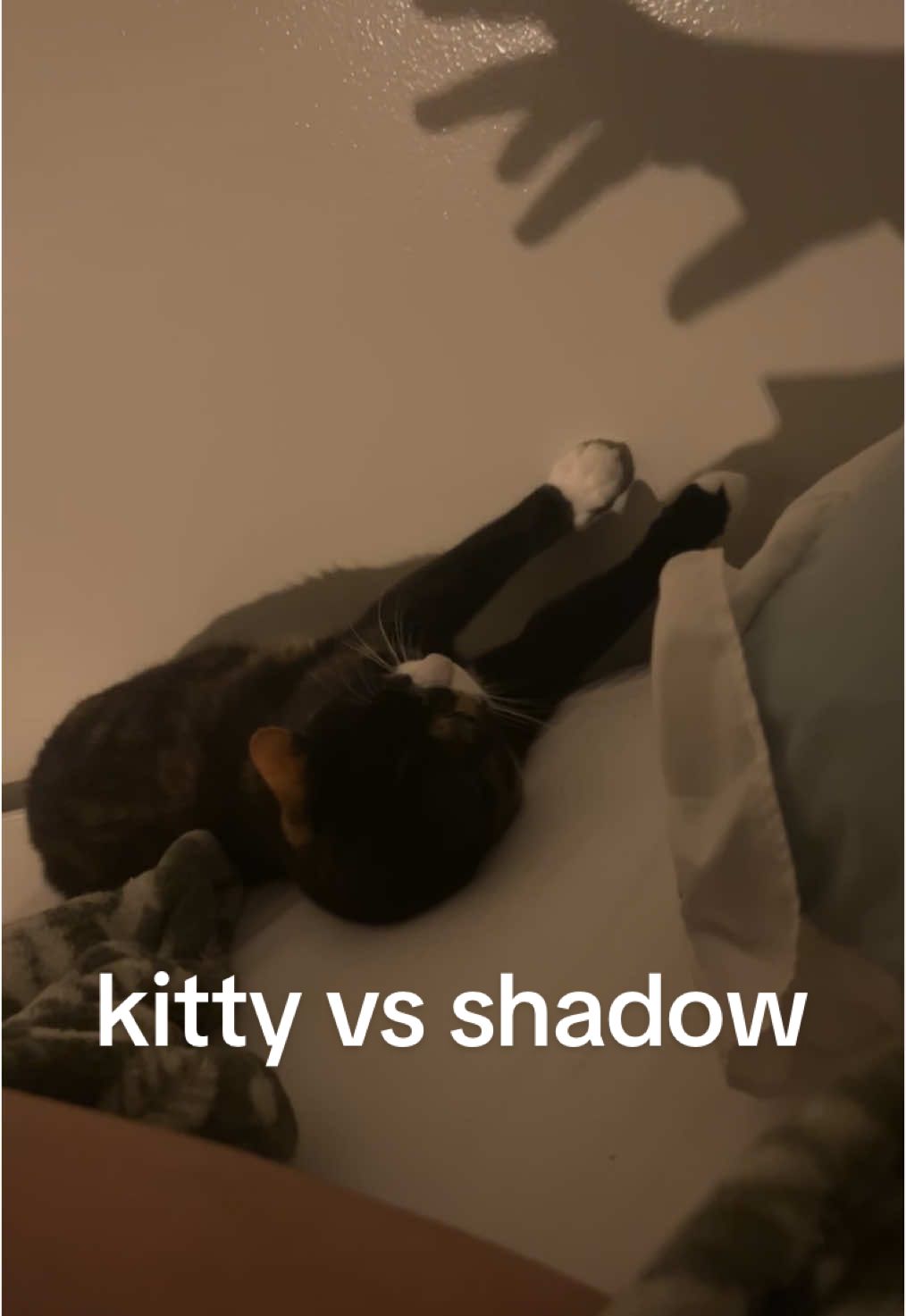 kitty vs hand monster shadow #cat #car #honk #cattok #kitty 