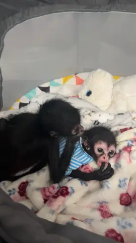 Big Sis 🩵🩷 #monkeys #fypシ #fyppppppppppppppppppppppp #fypシ゚viral #exoticpets #monkeylover #spidermonkeysoftiktok #spidermonkey #babyspidermonkey 