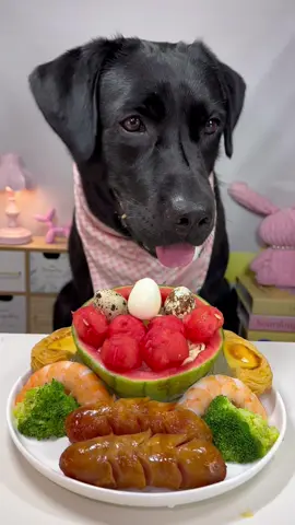 #labrador #cute #dog #pet #feed 