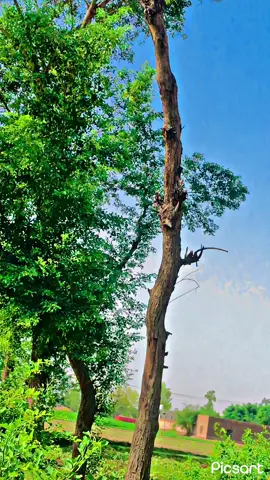 #سنگت_ویڈیو_وائرل_کریسو_آپ_ہیں🥀🌼🙈✨🎇 #trending❤️‍🔥krdo #پنڈاآلےملک #عشق 