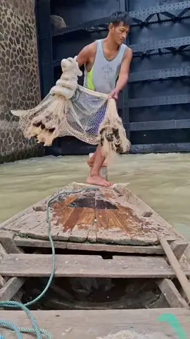 Một chài ăn cả tháng, chài cá ở đập Rama VI, sông Pasak, Thái Lan #chàicá 