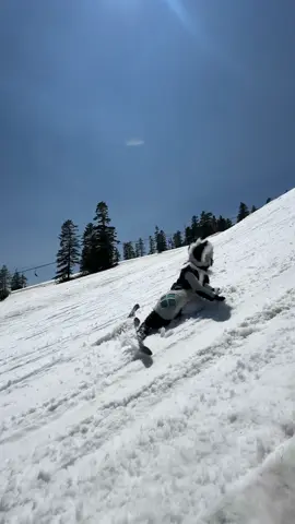 Try to wear a fur suit and ski on the snowy mountain. Do various difficult moves and fall to the ground.尝试穿着兽装在雪山滑雪做各种高难度动作直接摔在地上#fursuitmaker #gamermac #teamwork #skibidi #tiktok #cat #dog #furrytiktok #furry #art #kemono #starfox #krystal #fursuiter #mff #gyatt #rizz #ohio #fursuit #costume