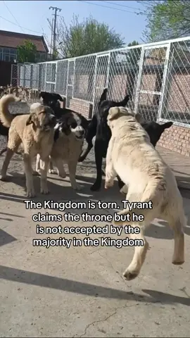In the absence of King Charles, Tyrant tries to rule like a king but even the youngest pup can feel the difference between power and desperation. #kingchalesdogboss #Alphadog #kingchales #dogs 