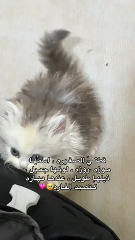 روزتي🥹🤏🏻🤏🏻🤏🏻#ماشاءالله_تبارك_الله