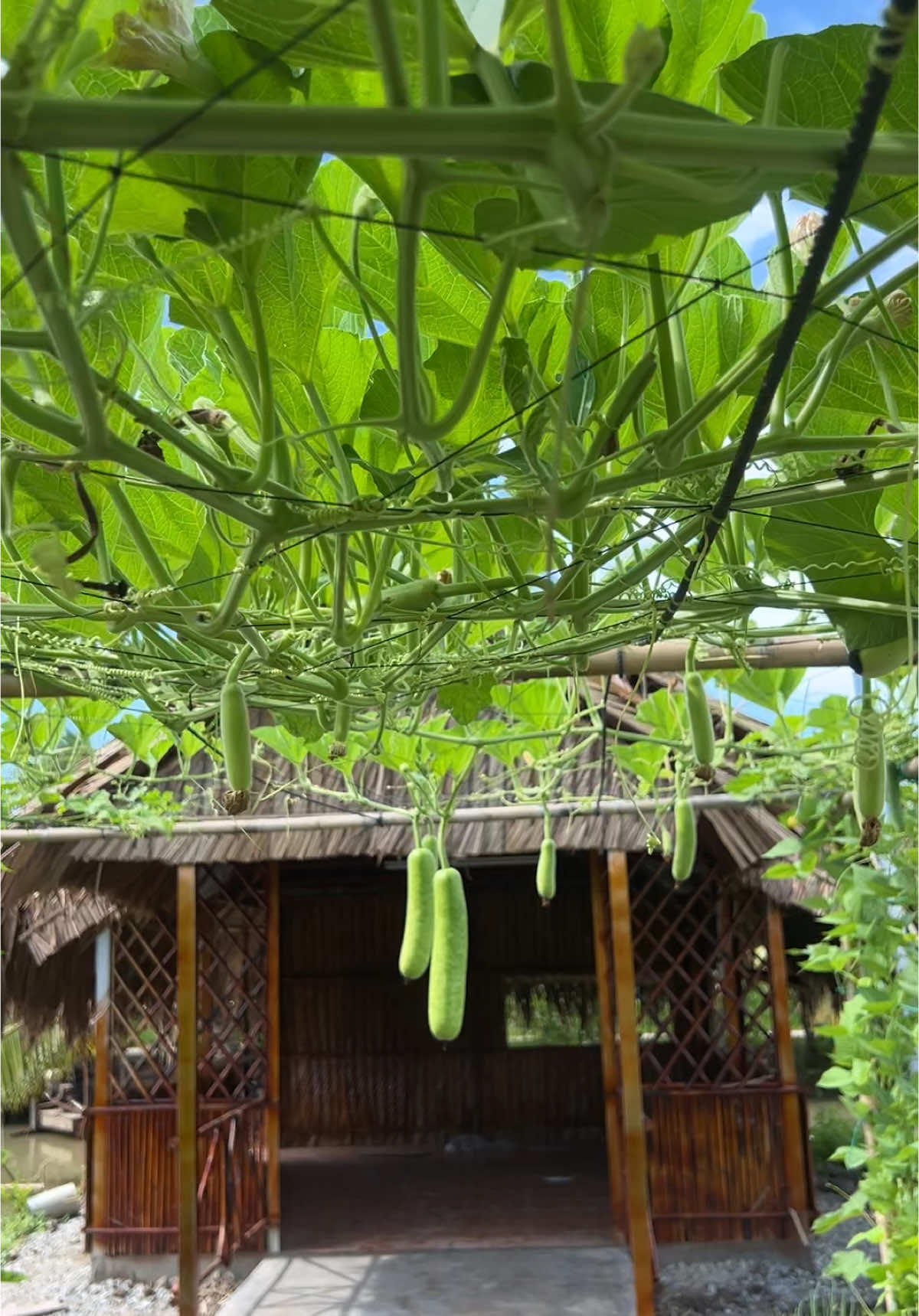 Về quê Cùng cậu trồng rau nuôi cá #vinhthanh#quehuongmientay #bau #cantho #yenbinhgreencity #xuhuongtiktok 