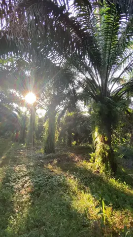 tetap semangat walaupun tidak jelas😁😁🌴🌴 #pypシ #anakmudasukses #vibesdisawit #kebunsawitkalimantan #sawitontiktok #sawittiktok🌴🌴🌴 