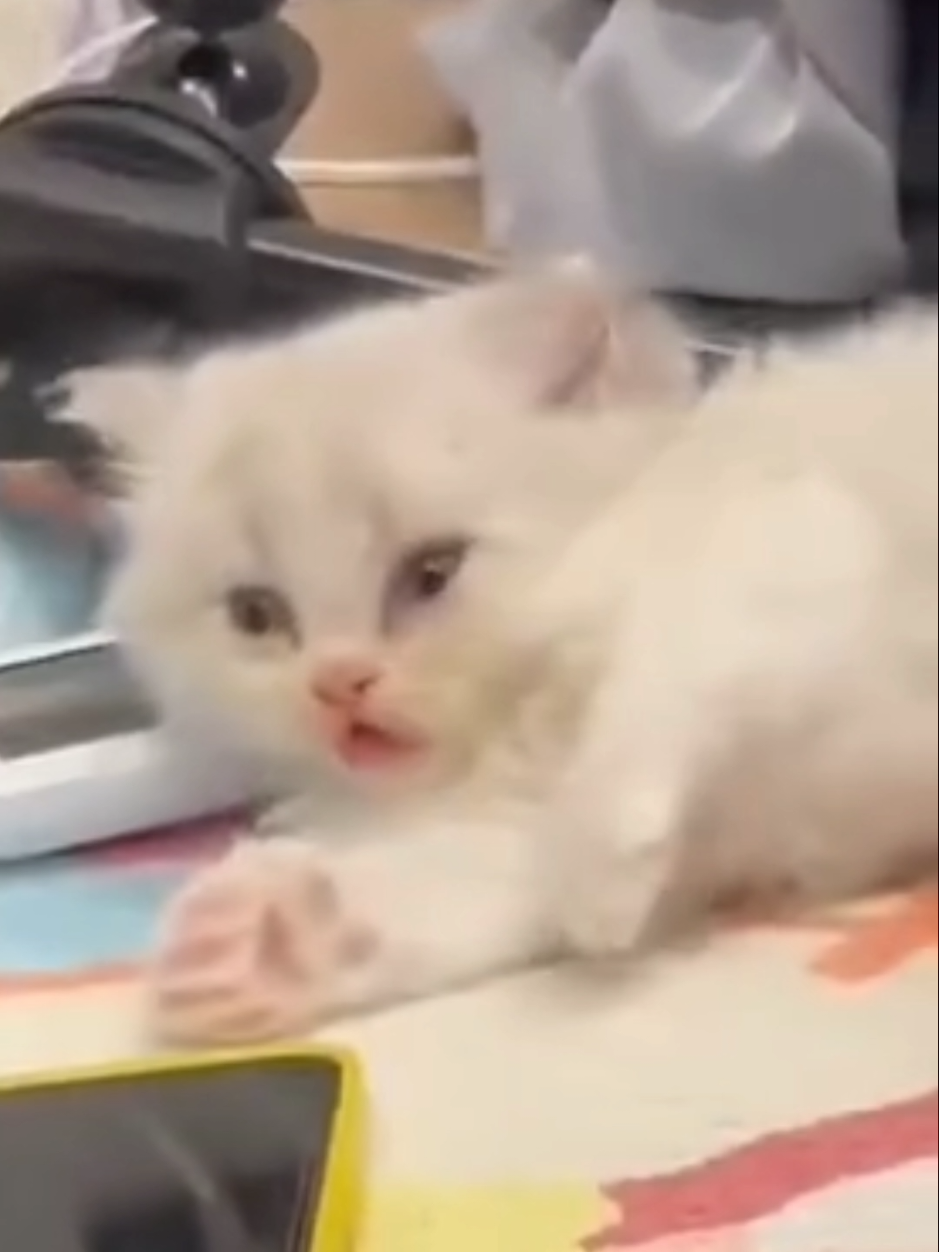 перезагрузка 😂 #แมว #котик #قطة #고양이 #oxuetnevstat #meowmeow @MeowMeow 