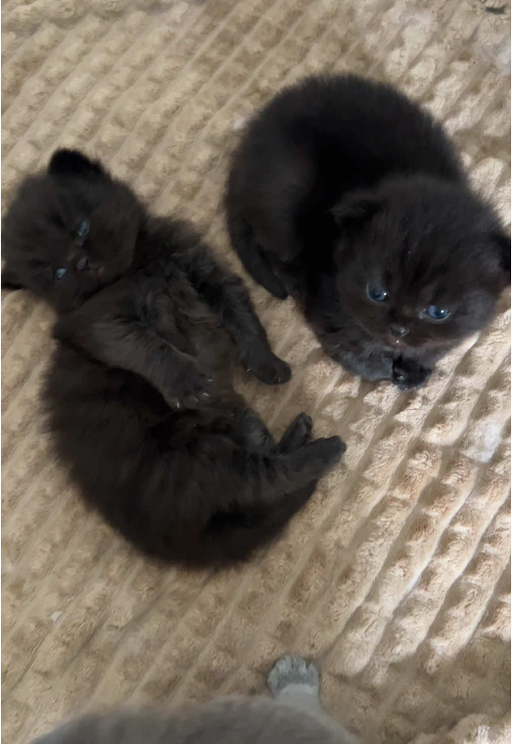 Good morning #VoiceFilter #fy #fyp #cat #kittycat #catsoftiktok #kitten #cute #fyf #goodmorning 