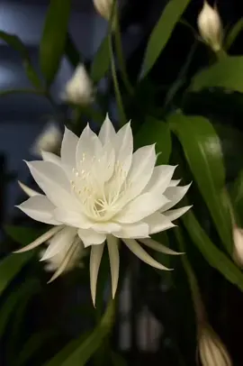 wijaya kusuma... #BungaWijayaKusuma #BungaLangka #BungaIndah #TanamanHias #BungaExotis #WijayaKusumaBunga #EpiphyllumOxypetalum #BungaQueenOfTheNight #BungaMalam #FYP #ForYourPage #Trending #Viral #Bunga