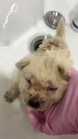 The puppy is covered in fleas and needs a good bath.#fipronil #antiflea #nexgard #housepet #puppy #rescue #PET VIGOR# #PET VIGOR Fipronil Spot On#PET VIGOR tick and flea