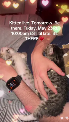 SET YOUR ALARM! ❤️ #kittens #kittensoftiktok #livestream 