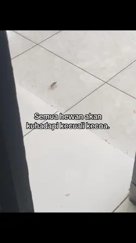 i hate kecoa🤭 #feedback #fyp #xybca #foryoupage #trending #gasukaskip📵 #moots? #fyppppppppppppppppppppppp 