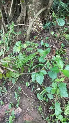 #parts #tektokerph🇵🇭 #massfollowers #wildgreps