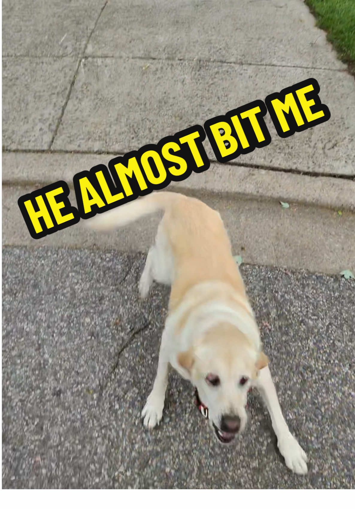 Dog Almost Bit Me While I Was Delivering Packages 😂#amazondriver #pov #amazondelivery #amazondeliverydriver 