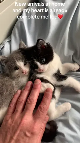 #weeememeitalia #kitten #lovely #cute #Love #catoftiktok 