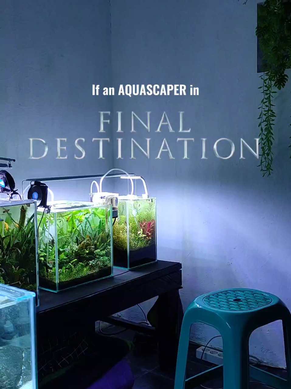 Stay save brother 🥀 #aquascape #aquascaper #aquascaping #parody #finaldestination 
