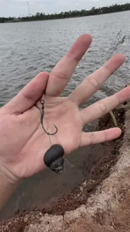 Bí kíp câu boilies nha anh em #boilie #boiliesfishing #boilies #boiliescarp #docauboiliesvn #canhbazan #sanhangtramden #sanhangtunhien #caucatunhien #caucakhung 