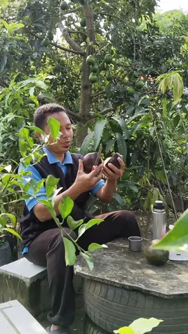 Alpukat R1.... Mantuuuul ☕🥑🤩 #alpukatrifai #fruit #japonursery 