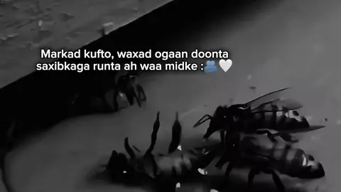 saxibada qaar wa cadow qarsoon💔#shaam_✨️🤍 #viral_video #fypviralシ゚ #foryoupage 