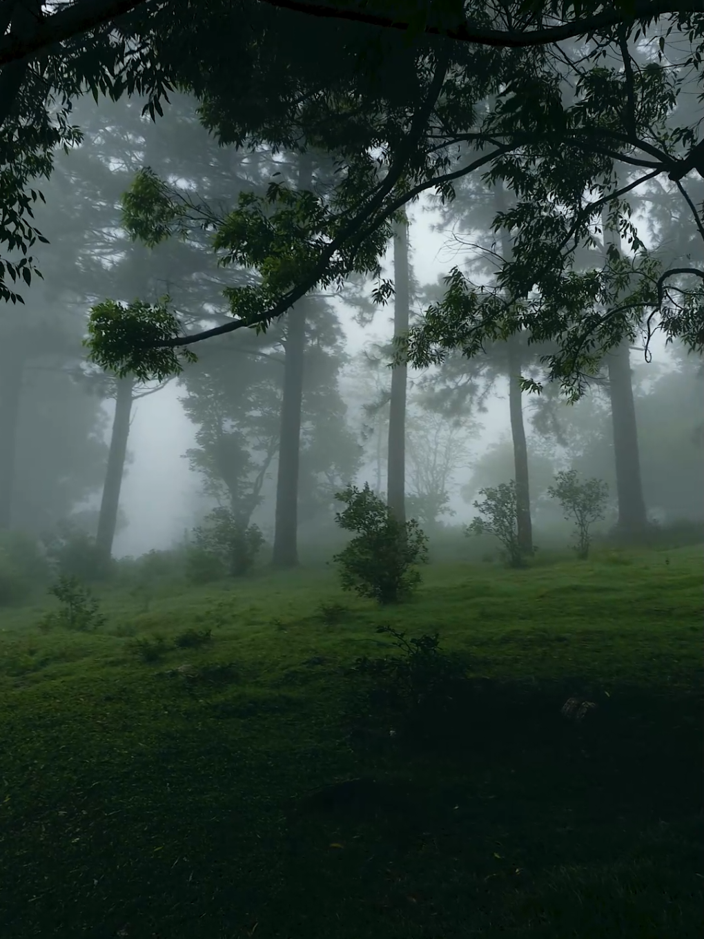 Wallking in the forest 🌳 . . #nature #naturebeauty #green #forest #alone #peace #travel #srilanka #wawathanna #foryou #relaxing #vibes #enjoylife 