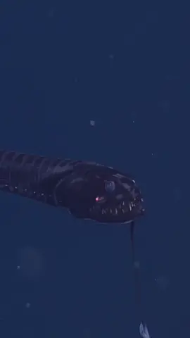 repost from @slash repost from @mbari_news Swim along with a deep-sea dragon 🐉💫⁠ ⁠ Dragonfish (family Stomiidae) are cunning predators. Although they are strong swimmers, they prefer to lie in wait and ambush unsuspecting fishes and crustaceans. Most have dark skin pigmented with some of the blackest blacks known in nature, to stay camouflaged from their prey. Some dragonfishes dangle a luminescent lure from their chins to entice prey. When a tasty morsel comes close, their big jaws open wide, and sharp teeth snap shut.⁠ ⁠ This black dragonfish (Idiacanthus sp.) was spotted at 527 meters (1,729 feet) in Monterey Bay. iiii]; )'