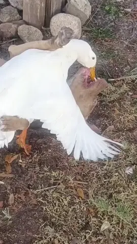 Dog and ducks romace😂 #funnyanimals #funnymoments #fun #funnypets #funnypetsoftiktok #funnyanimalstiktok #funnymoments #entertainment #cuteanimals #animals #funny #laughter #fyp #usa 