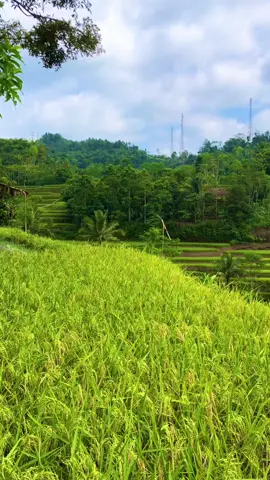 Sampurasun,alhamdulilah sakedap dei panen#reels__tiktok #kampungkuring #lemburkuring #suasanapesawahan#perkampungan #perbatsangaruttasik #sawahpadi #tasikmalaya_jawabarat #fyp #fyp 