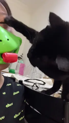 #cat #cute #funnyvideos #funny #fyp #catsoftiktok 