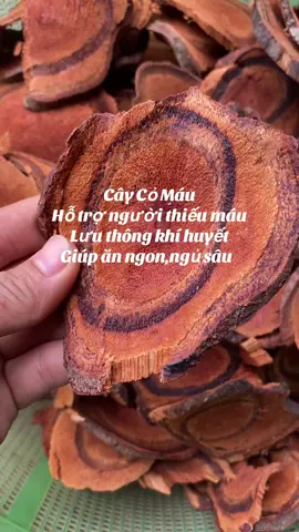 Cây Cỏ Máu Hỗ trợ người thiếu máu Lưu thông khí huyết  Giúp ăn ngon,ngủ sâu  #caycomau #xuhuong 