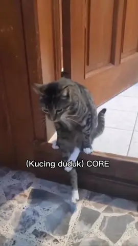 #corelucu🤣🥴 #kucinglucu #fyppppppppppppppppppppppp 