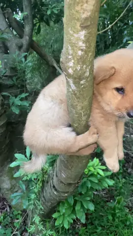 Hết nói nỗi mà #thucung #xuhuong #trending 
