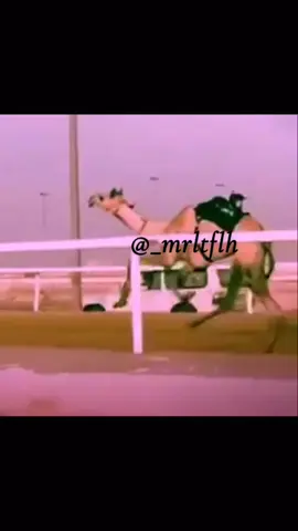 ماشآءالله تبارك الله🦌🤩